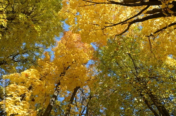 Obraz autumn leaves on the tree