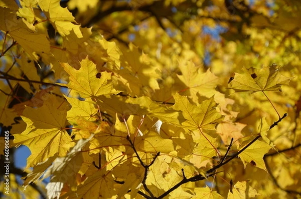 Obraz yellow maple leaves