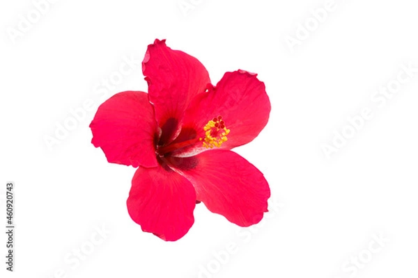Obraz Red hibiscus flower isolated on white background.