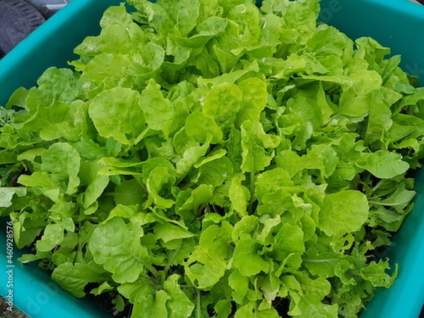 Obraz green lettuce in a pot