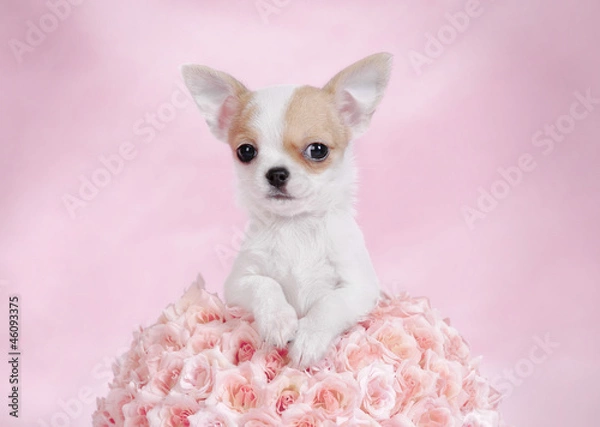 Fototapeta Chihuahua puppy portrait
