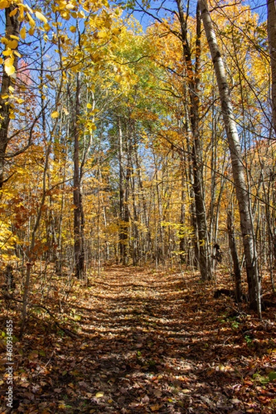 Fototapeta Fall in Canada