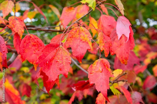 Fototapeta Fall colored leaves in the Canadian forest in October