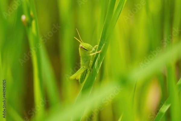 Fototapeta 草の中で隠れるようにしてくつろぐバッタ