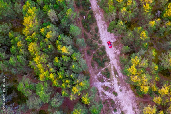 Fototapeta Aerial view from drone of road leading through autumn forests and red highlighted car and groves in yellow green colors. Dense forest in golden time in fall season. Roadway among colorful treetops 