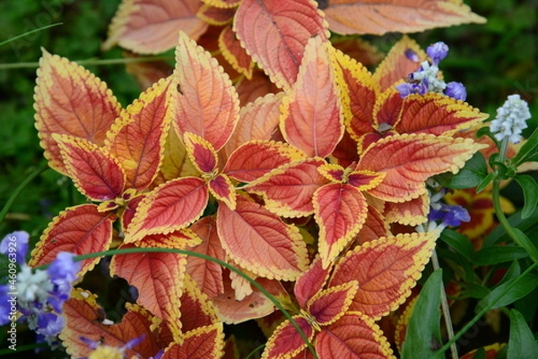 Fototapeta 華やかな葉色の美しさを楽しむコリウス