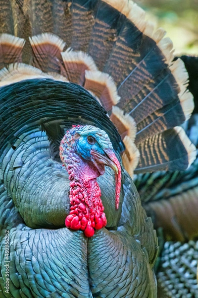 Obraz Close portrait of the colorful head of a male wild turkey