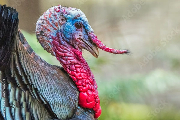 Obraz Close portrait of the colorful head of a male wild turkey