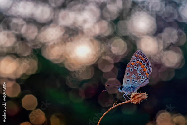 Obraz Icarus on Carl Zeiss