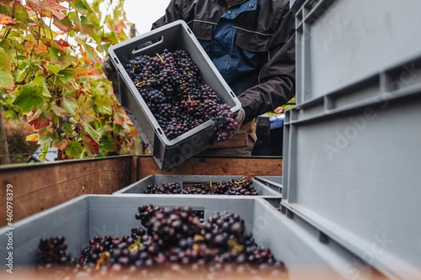 Obraz REMICH, LUXEMBOURG-OCTOBER 2021: Reportage at the seasonal Pinot Noir grapes harvesting in the vineyards
