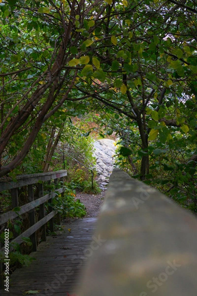 Obraz path in the forest