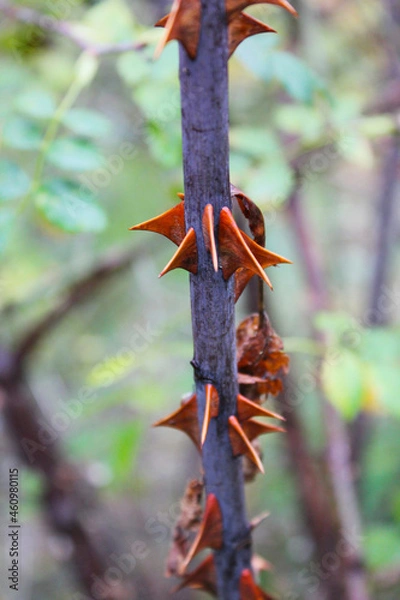 Obraz bransch in daylight 