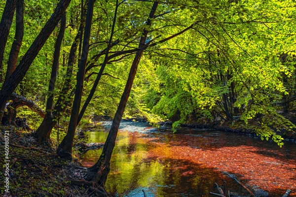 Fototapeta river in green forest.spring time