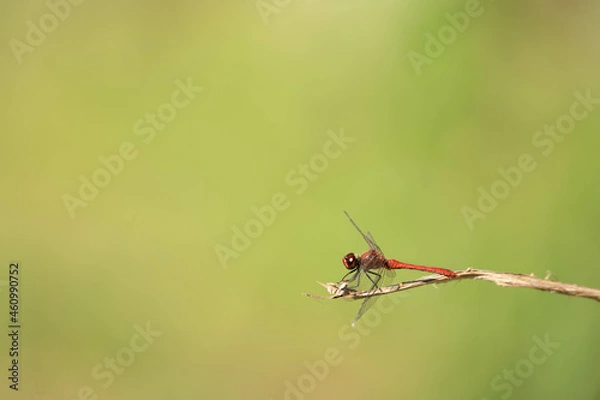 Fototapeta Insecte sur sa branche