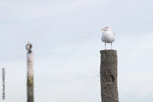 Obraz A seagull sitting on a wooden pole enjoying the sun at the beach