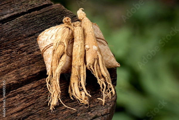 Obraz Dried ginseng on nature background.