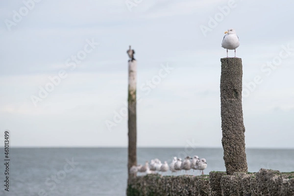 Obraz A seagull sitting on a wooden pole enjoying the sun at the beach