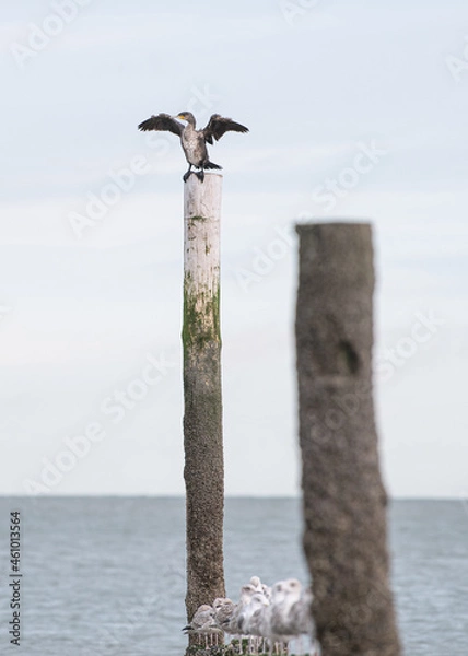 Obraz A seagull sitting on a wooden pole enjoying the sun at the beach