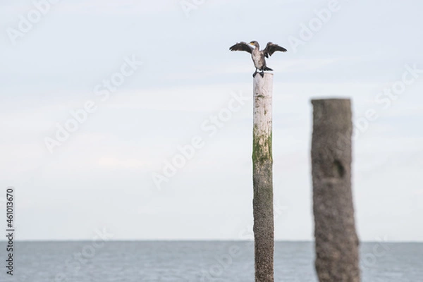 Obraz A seagull sitting on a wooden pole enjoying the sun at the beach