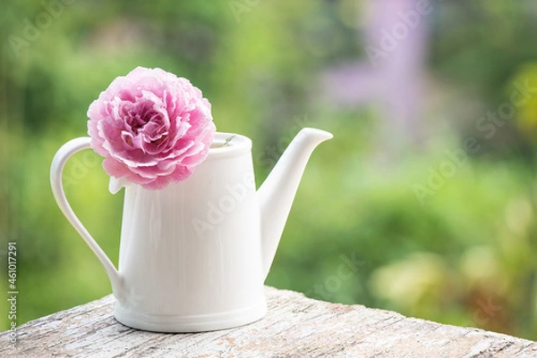 Obraz Pink damask rose flower in a white teapot on nature surface.