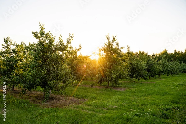 Fototapeta Orchard or garden of apple trees in the summer with blue sky and white clouds.