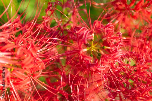Fototapeta 彼岸花 高島市桂浜園地