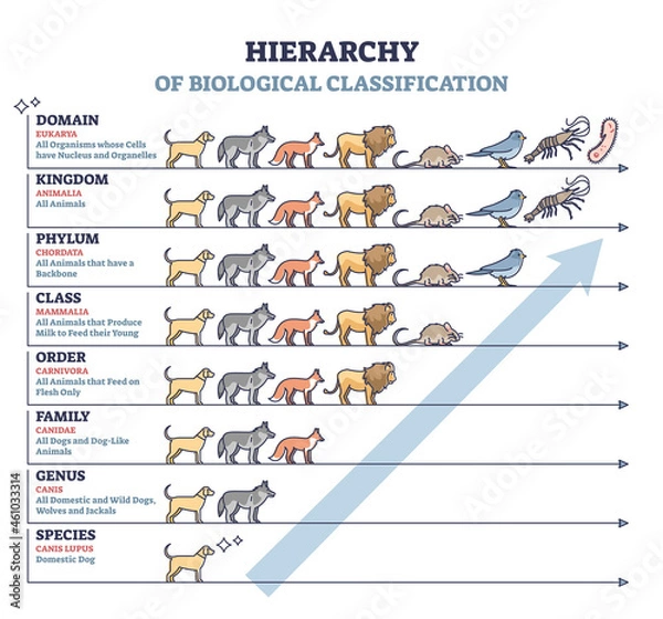 Fototapeta Classification of living things as biological hierarchy outline diagram. Labeled educational scheme and wildlife organisms order from species to domain vector illustration. Zoology animal arrangement