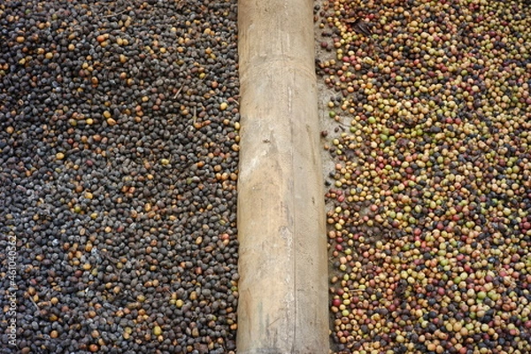 Fototapeta various kinds of coffee beans are dried and separated so as not to mix. the drying process of coffee beans after sorting. quality coffee industry
