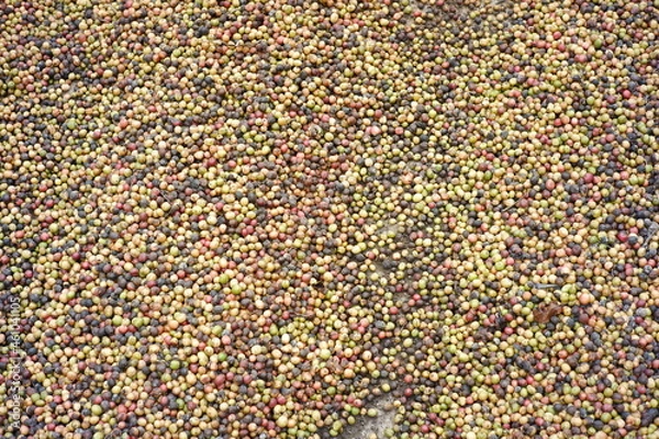 Fototapeta pattern of dried coffee beans. the process of making coffee in the traditional way. dry coffee bean background