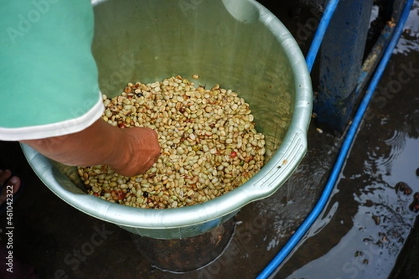 Fototapeta coffee bean filter process with water. filter the coffee beans that are fit for the next process. the coffee-making industry in the traditional way. clean coffee beans