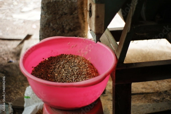 Fototapeta coffee bean grinding process. separate the coffee husk from the beans using traditional tools. home industry coffee making
