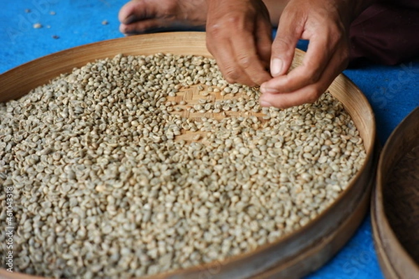 Fototapeta Farmer's hand selects coffee beans that are ready to be sold. the process of separating coffee from dirt and rotten coffee beans. home industry of making coffee in the traditional way