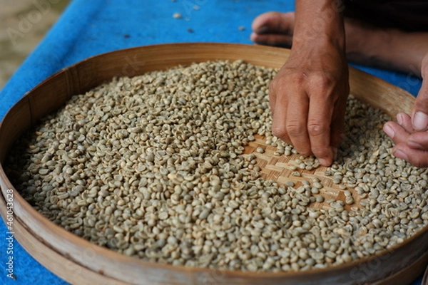 Fototapeta Farmer's hand selects coffee beans that are ready to be sold. the process of separating coffee from dirt and rotten coffee beans. home industry of making coffee in the traditional way