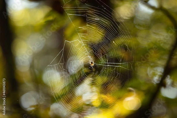 Obraz spider on web