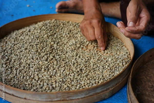 Fototapeta Farmer's hand selects coffee beans that are ready to be sold. the process of separating coffee from dirt and rotten coffee beans. home industry of making coffee in the traditional way