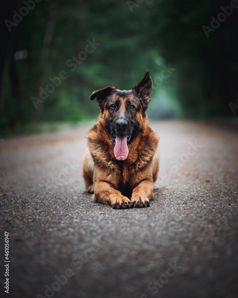 Obraz german shepherd dog