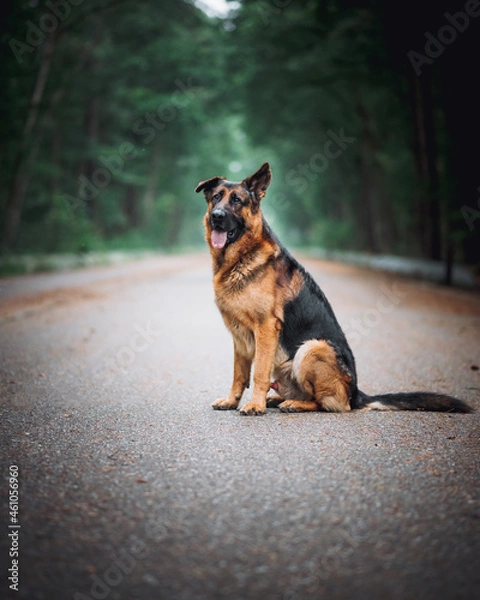 Obraz german shepherd dog
