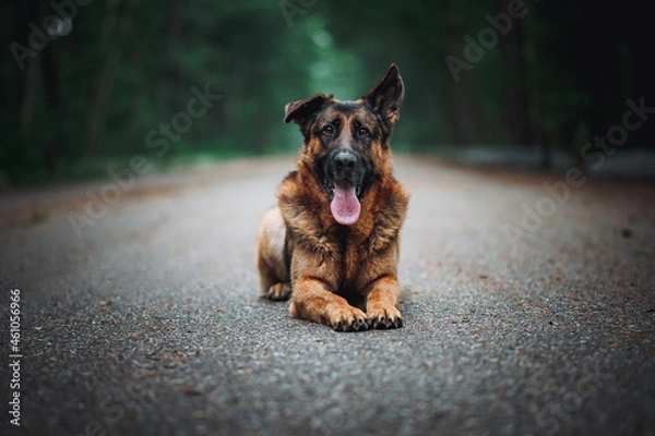 Obraz german shepherd dog
