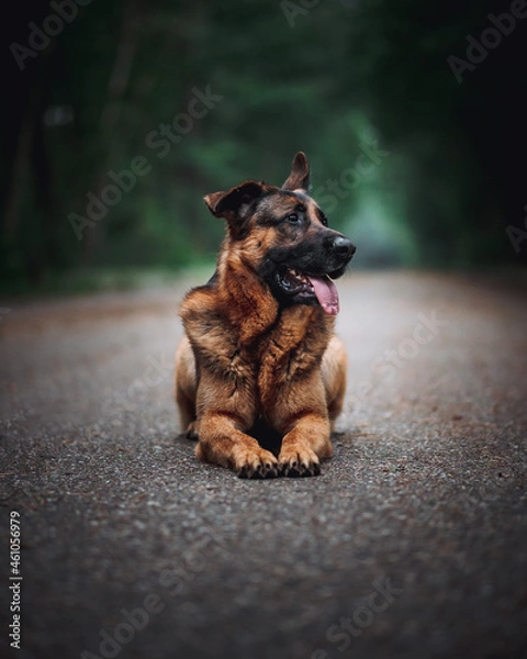 Obraz german shepherd dog