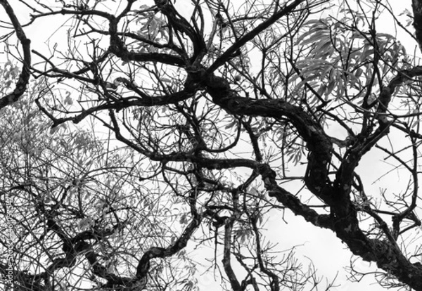 Obraz Galhos e Ramificações