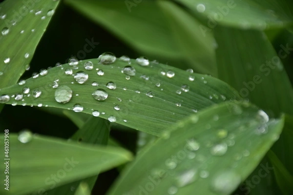 Obraz rocio en las hojas