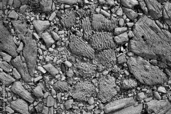 Obraz textura costera