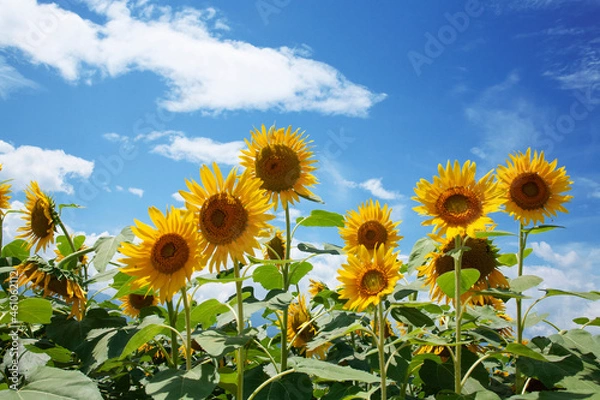 Obraz ひまわり　ひまわり畑　青空　夏