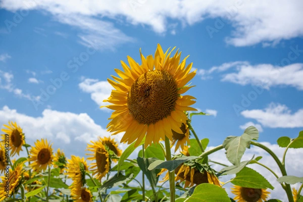 Obraz ひまわり　ひまわり畑　青空　夏