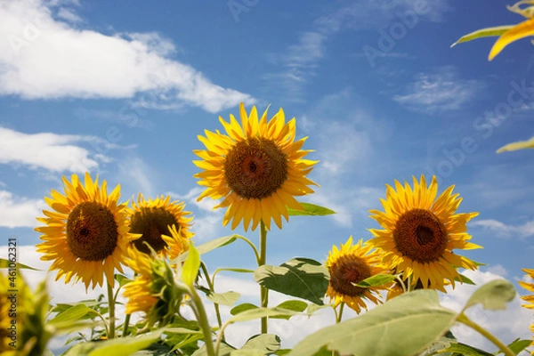 Obraz ひまわり　ひまわり畑　青空　夏