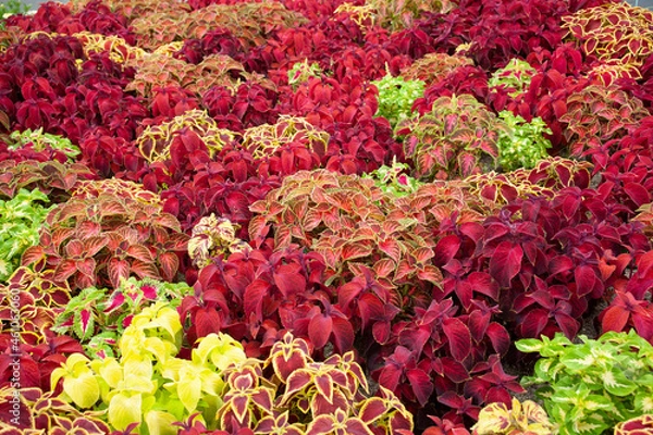 Obraz ユリウス　観葉植物　花壇　ふちどり