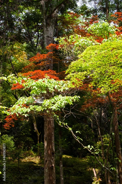 Obraz もみじ　楓