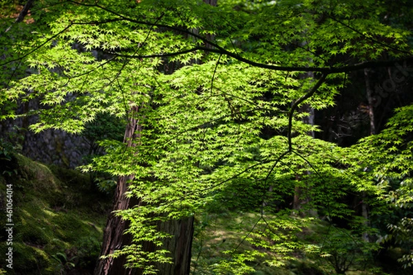 Obraz 楓　もみじ