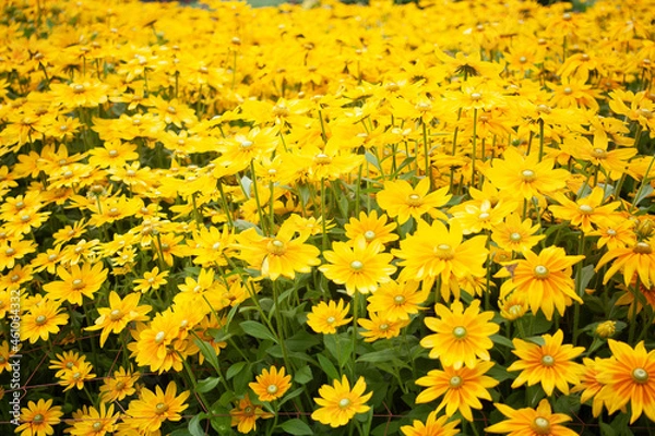 Obraz ルドベキア　キク科　菊