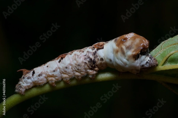 Obraz クワコの幼虫のマクロ撮影